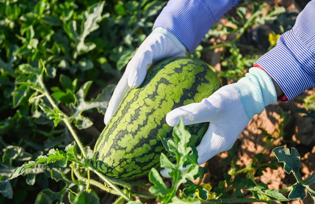How to grow a watermelon in your garden